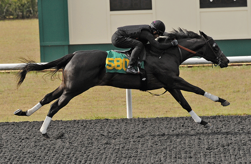 Little Red Feather Racing Club Thoroughbred Racehorse Syndicate