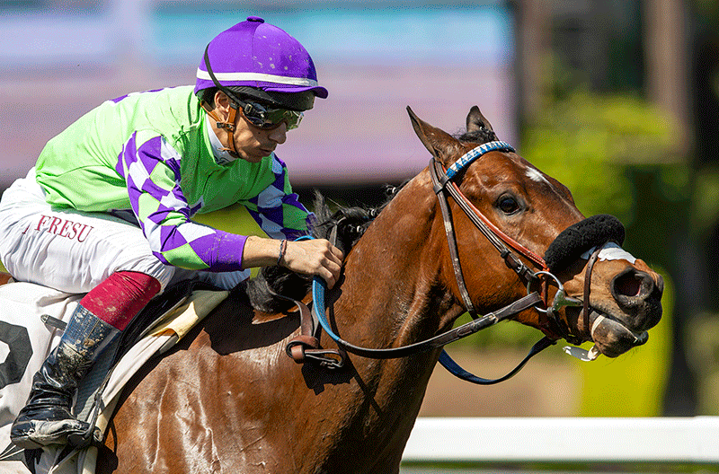 Bright Eye Bungle (IRE)