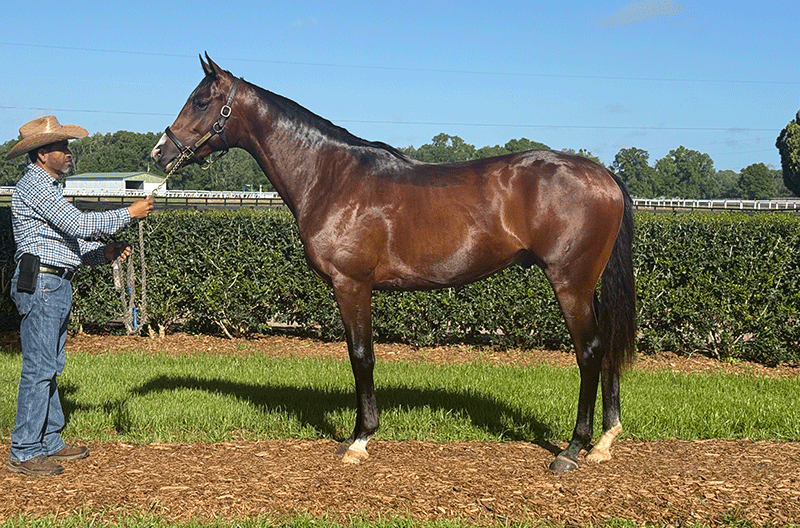 Highly Motivated Colt