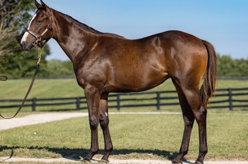 Munnings Filly