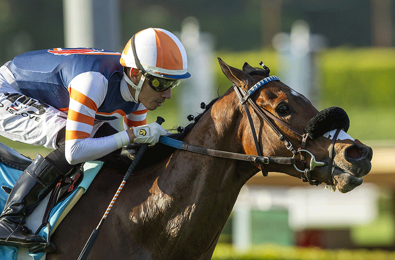 Bright Eye Bungle (IRE)