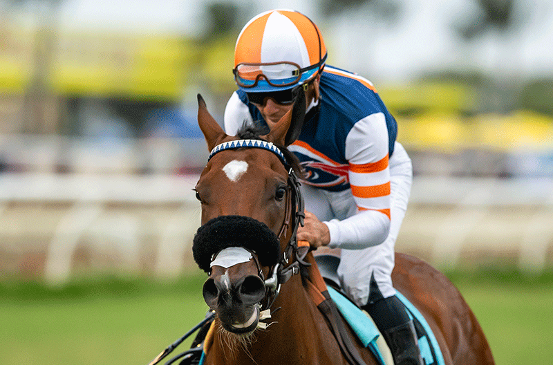 Queenofthewild (IRE)